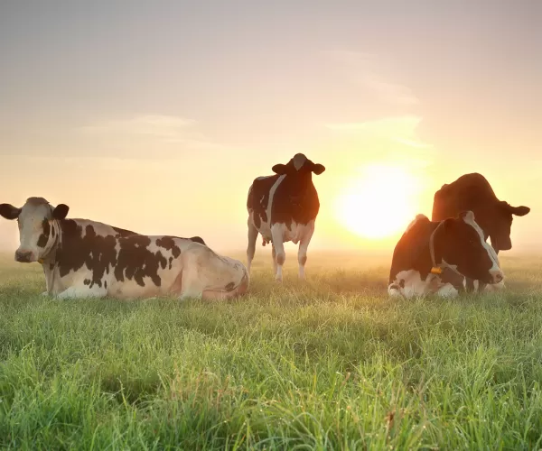 cows