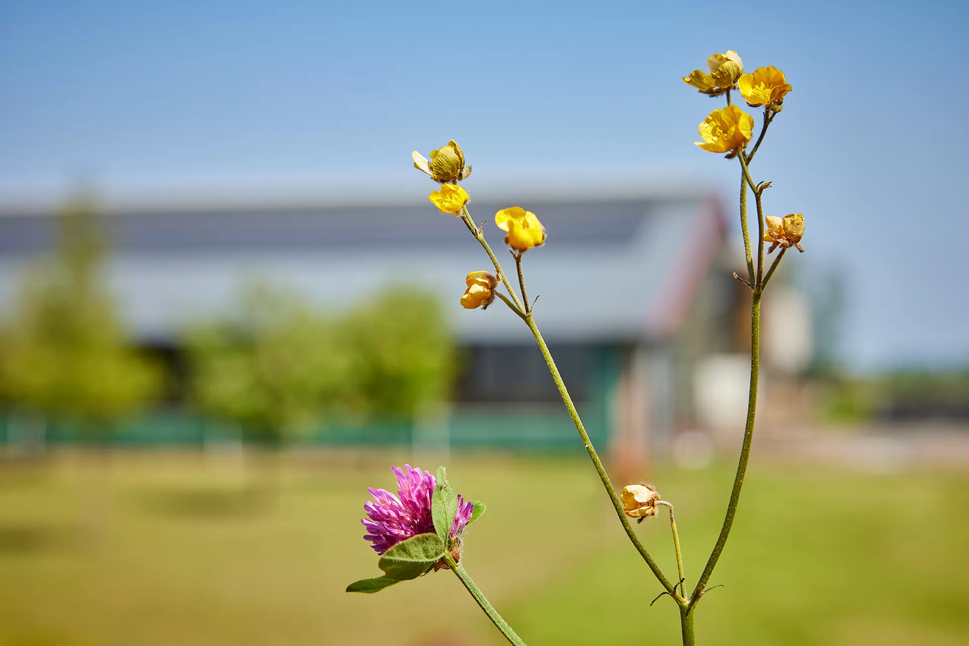 bloemen voorgrond