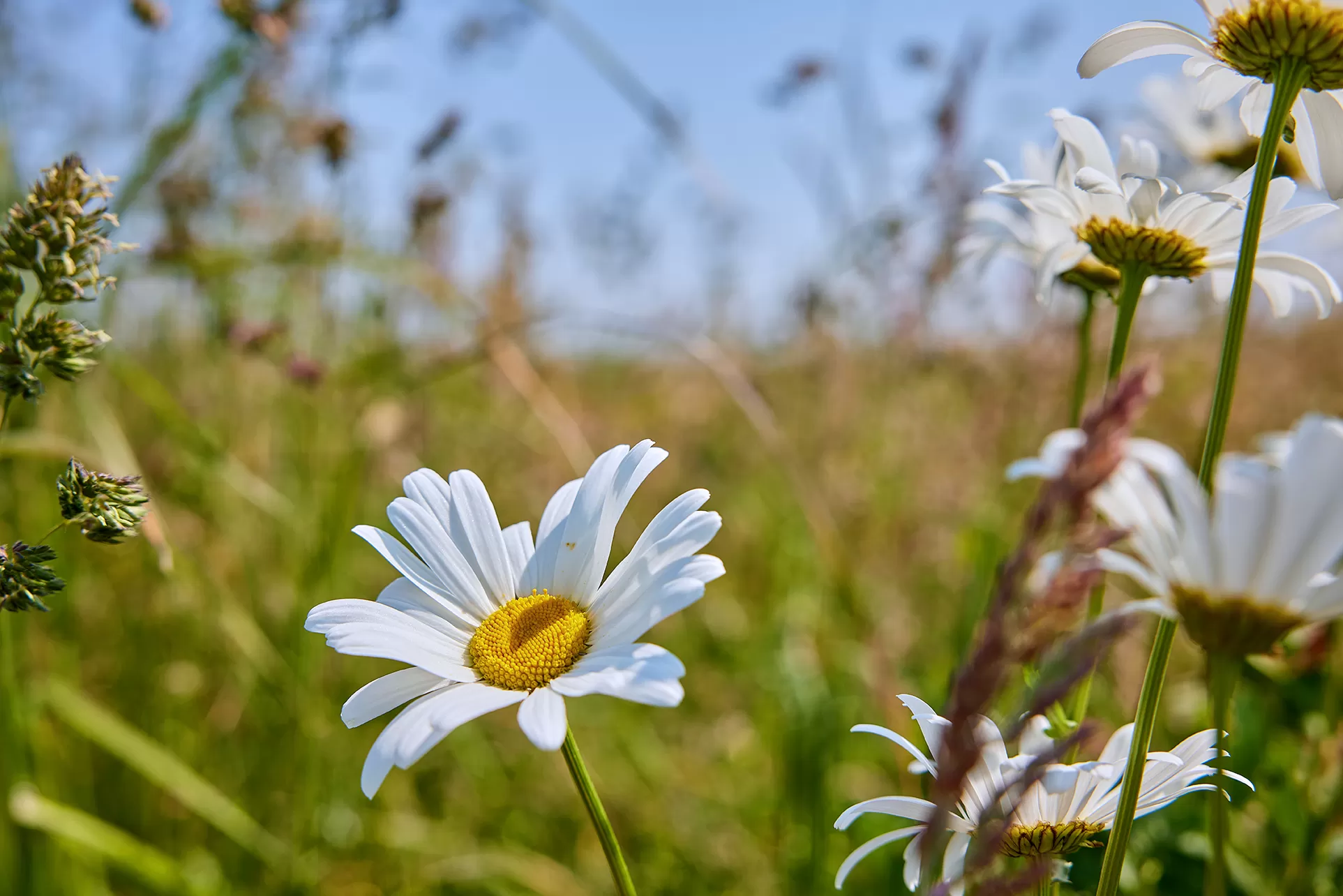 margrieten
