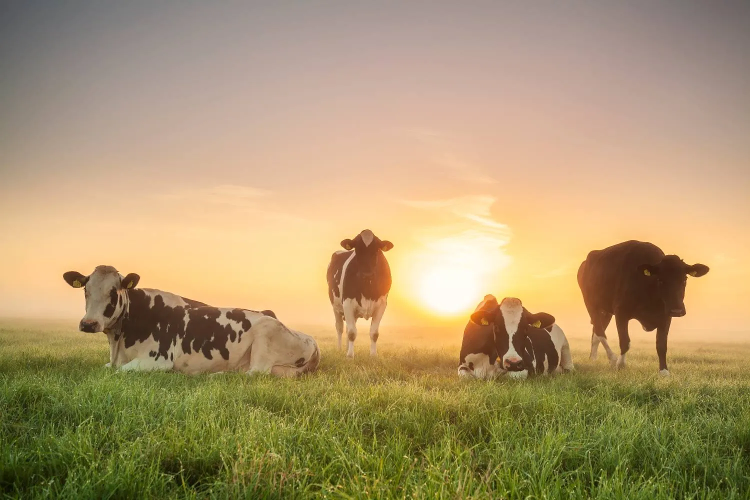 Tomorrow's Dairy beeld